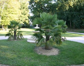 Un giardino curato con palme e una fontana al centro.