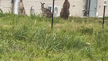 House, 4 Bedrooms, Smoking, Balcony | Property grounds