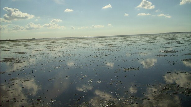 Ein Strand mit weitem, feuchten Sandbereich und verstreuten Algen unter einem teils bewölkten Himmel.