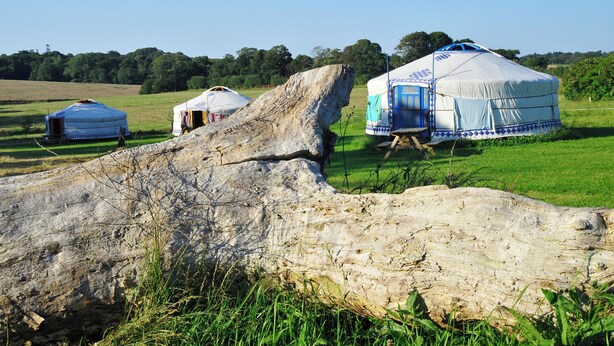 Tre yurts i en græsmark med en stor træstamme i forgrunden.