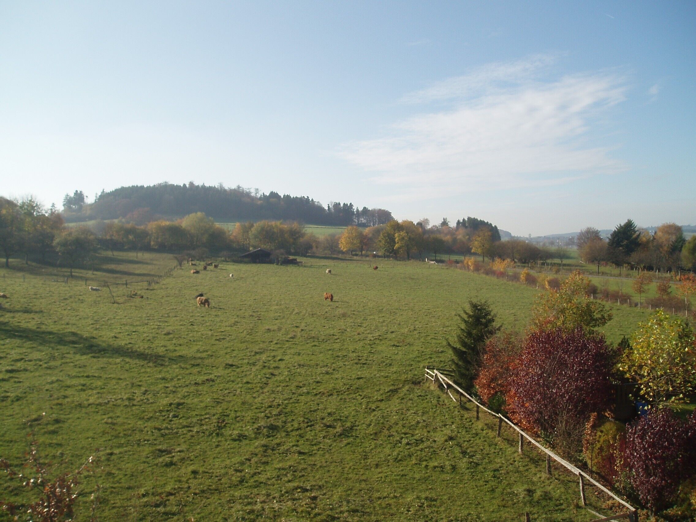 Un vaste champ herbeux, parsemé de quelques arbres et bordé par une colline lointaine.