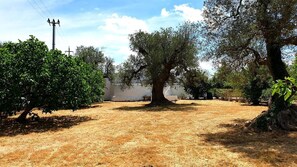 A dry grass field with trees and a utility pole.