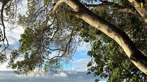 A beach scene with a swing under a tree, a sandy shore, and the ocean in the background. - Marvelous 3-bedroom Apartment in Villa, Beautiful Pool, Steps from Surf & Ocean (Atlantic Shores)