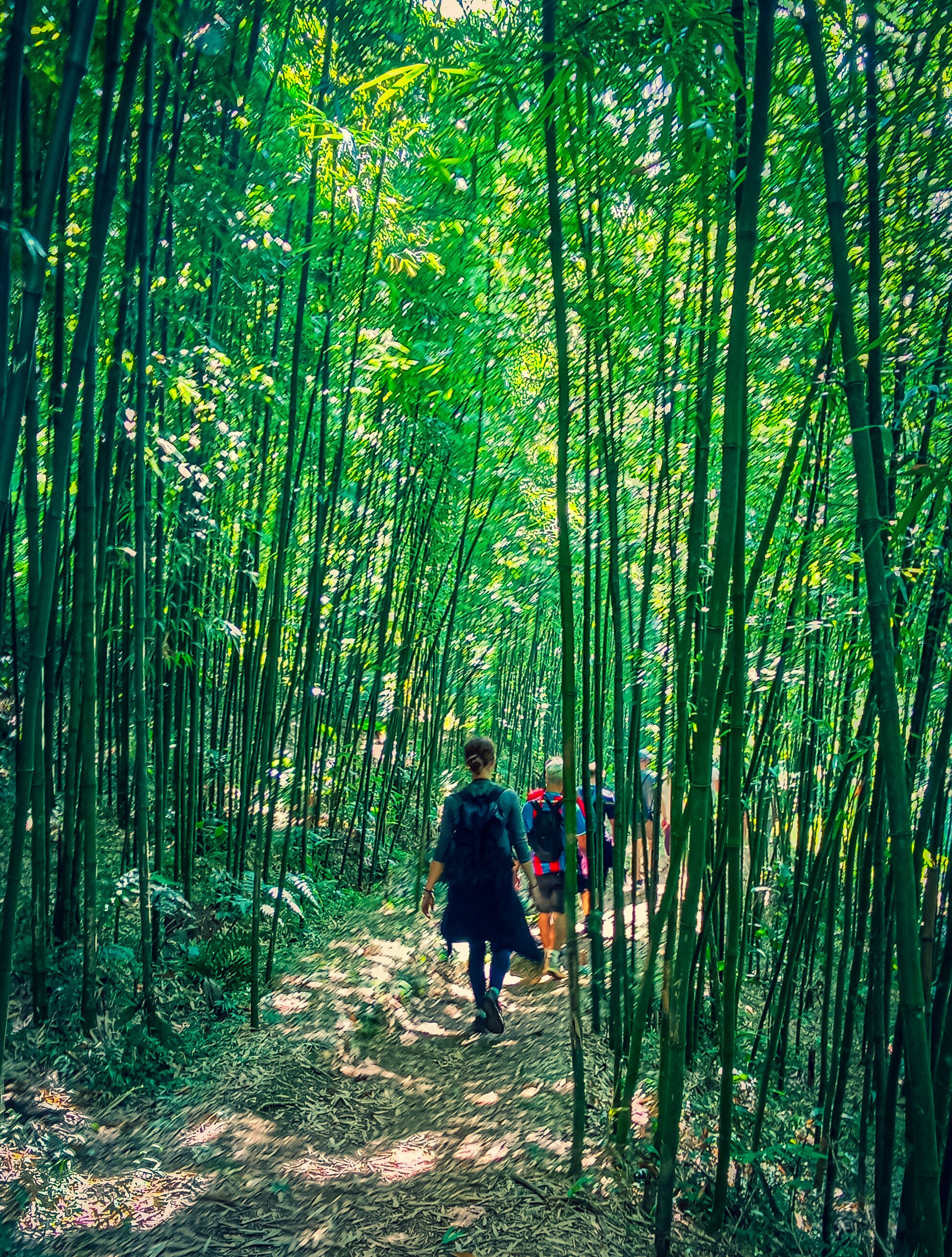 A forest path with tall bamboo trees.