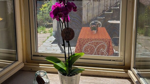A window with a potted orchid and a small jar. - Ca' Dij Noni (Valle San Nicolao)