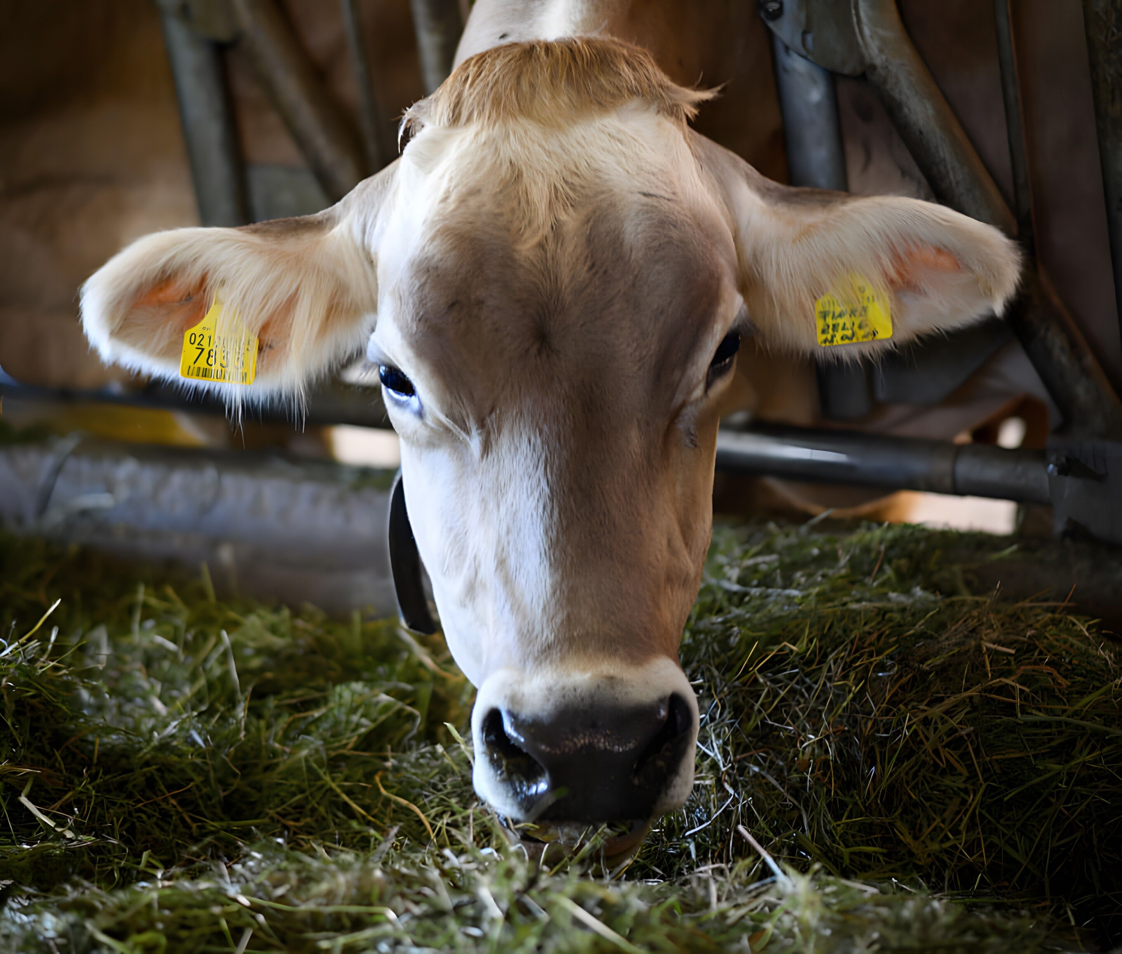 A close-up of a cow's face with ear tags, eating hay.