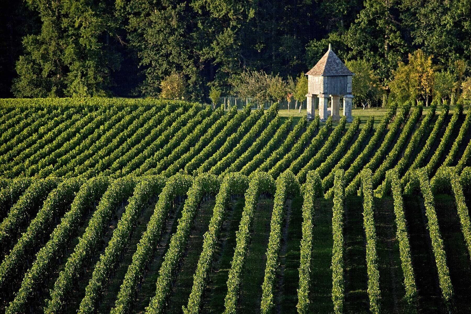 Un vignoble avec des rangées de vignes et, au fond, un petit bâtiment en pierre.