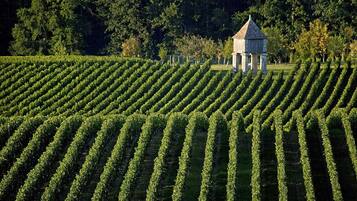 Un vignoble avec des rangées de vignes et, au fond, un petit bâtiment en pierre.