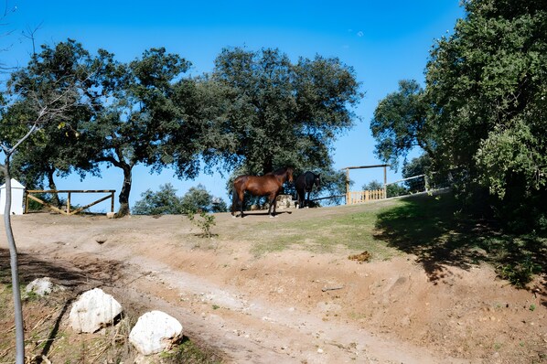 A dirt path with two horses, trees, and a wooden structure in the background. - Casa Tres Sierras – Renovated Andalusian Country House with Mountain Views (Coripe)