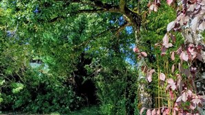 Un sentier dallé, bordé d’une végétation luxuriante et d’arbres.
