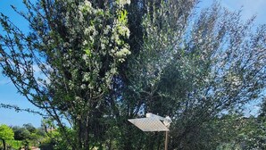 A swimming pool with blue tiles and a drainage grate, surrounded by trees and a fence. - Casa Vacanza Salix (San Teodoro)