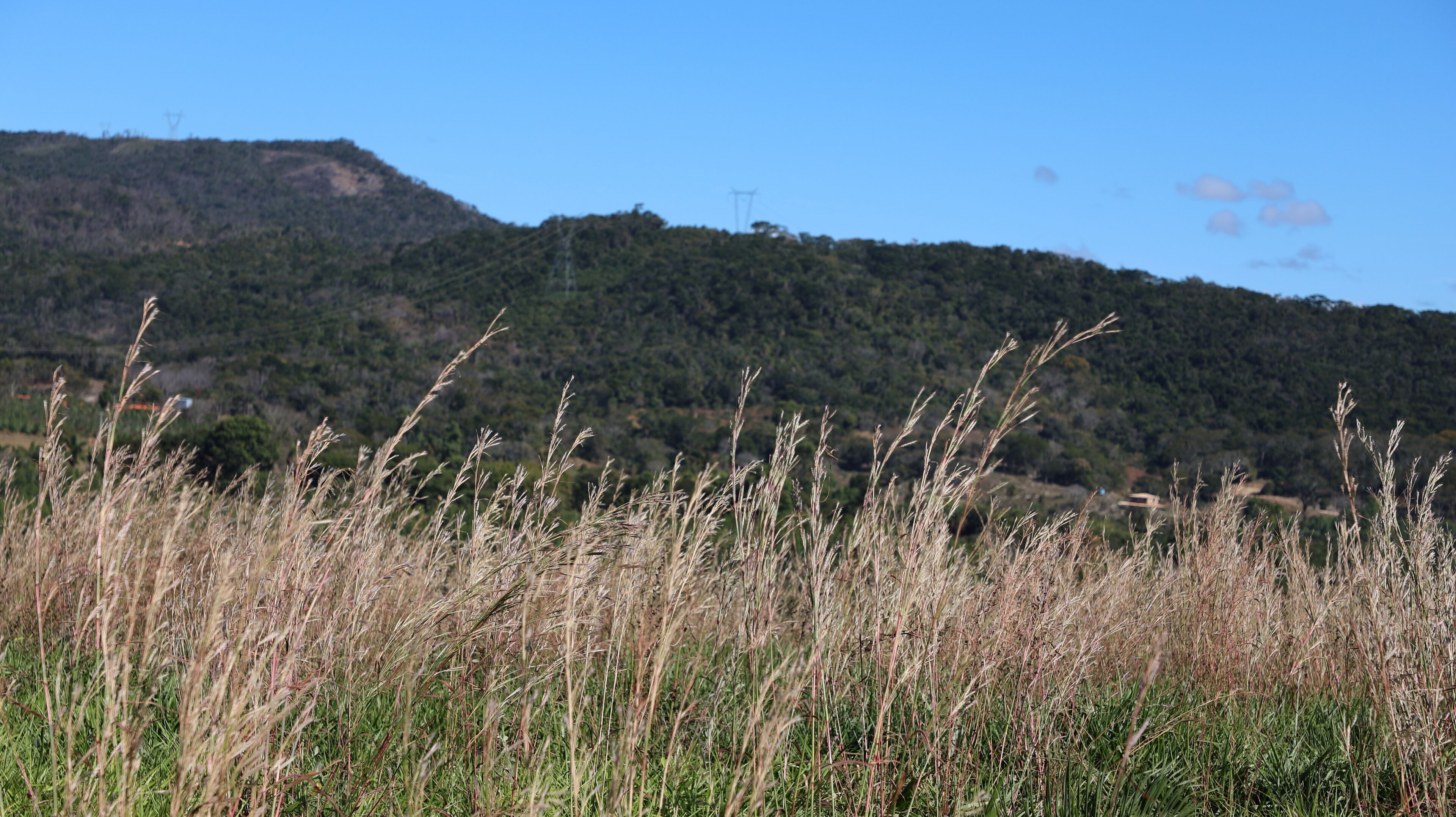 A field with tall grass in the foreground and a hilly landscape with trees and power lines in the background.