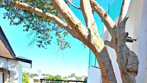 A backyard with a swing set, a tree, and a paved area leading to a building. - Private pool, garden, 4 bedrooms, parking FIFA2026 (pets welcome) (Cuernavaca)