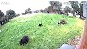 Un área verde al aire libre con un oso negro.