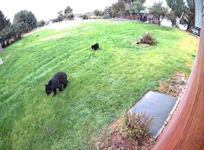 A grassy outdoor area with a black bear.