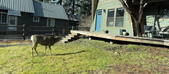 Charming 2-bedroom cabin in McCall