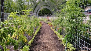 Une serre avec des rangées de plantes et une arche métallique.