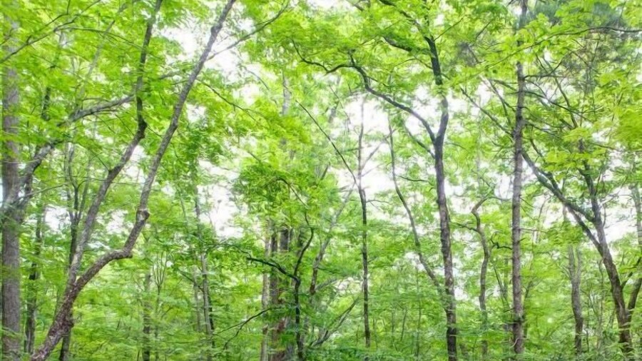 Creekside Yurt - The Whisperer