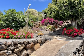 Un jardín con un sendero de piedra, diversas plantas y un cactus.