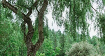 Le moulin - ST-LAURENT-DE-CERDANS