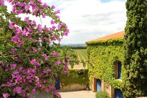 Property grounds - Bougainvillee - THUIR (THUIR)