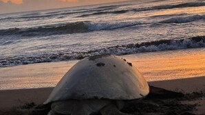 Une tortue sur une plage, avec des vagues et un coucher de soleil en arrière-plan.
