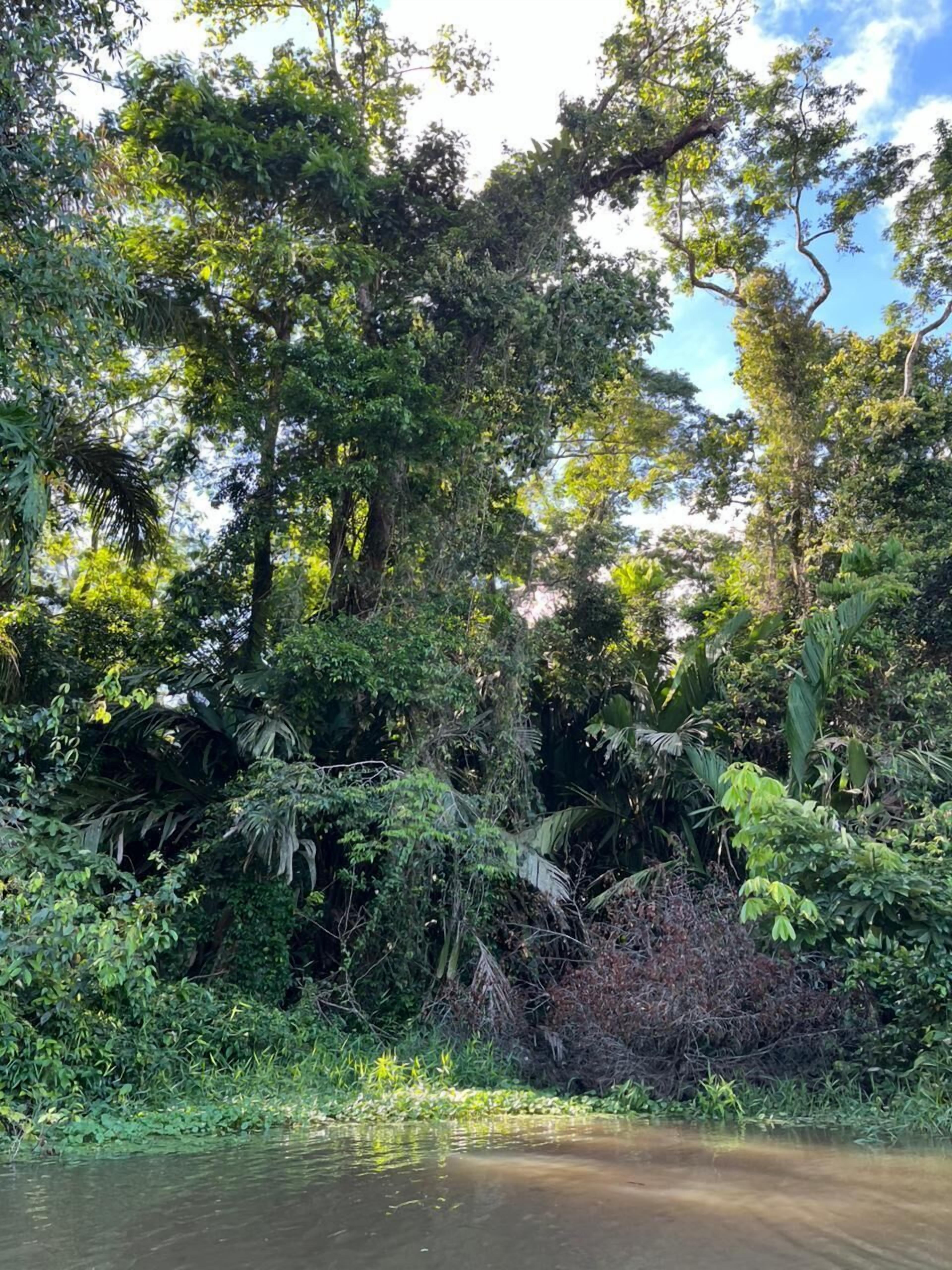 A natural landscape with dense foliage and a calm water body.
