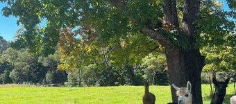 Dorrigo 7 Bed 4 Bath Farm Stay — Alpacas Getaway