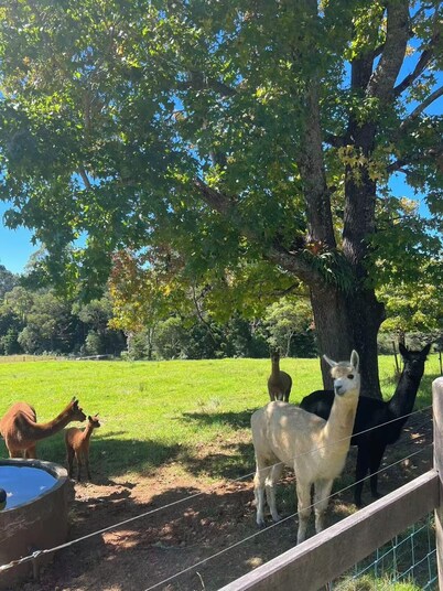 Dorrigo 7 Bed 4 Bath Farm Stay — Alpacas Getaway