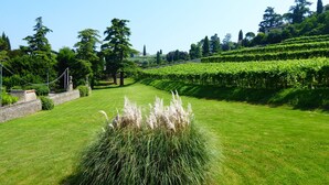 A well-maintained garden with a grassy lawn, a row of grapevines, and a variety of trees.