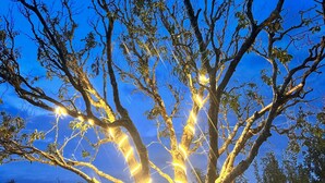 Ein Baum, dessen Äste mit leuchtenden Lichtern umwickelt sind.