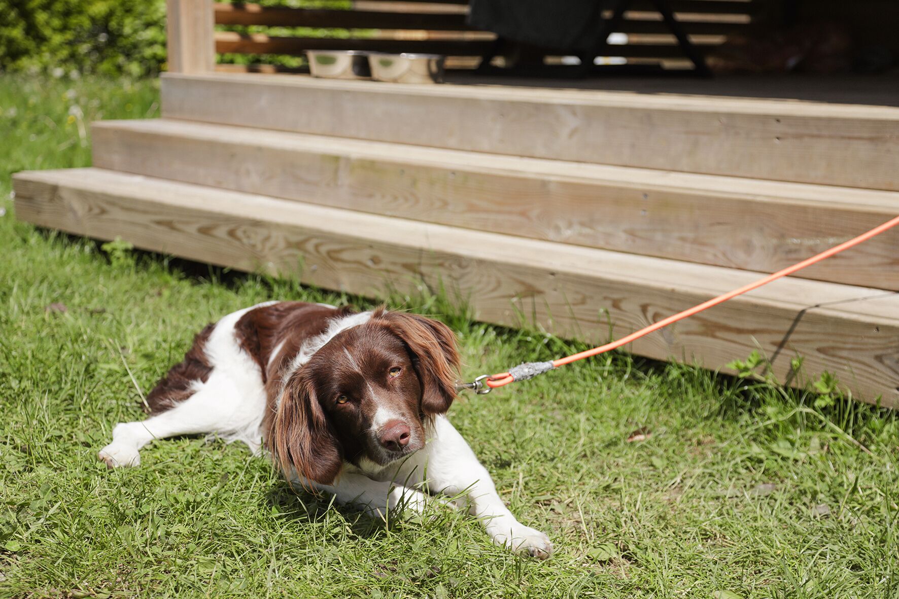 A dog lying on grass with steps leading up to a wooden structure.