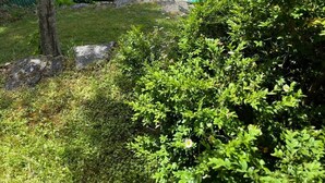 Piscina rodeada de exuberante vegetación y vistas a una zona residencial.