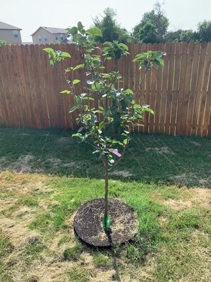 Property grounds - Charming 3-bedroom house in welcoming San Antonio with AC (San Antonio)