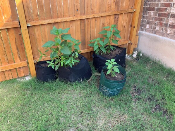 Property grounds - Charming 3-bedroom house in welcoming San Antonio with AC (San Antonio)