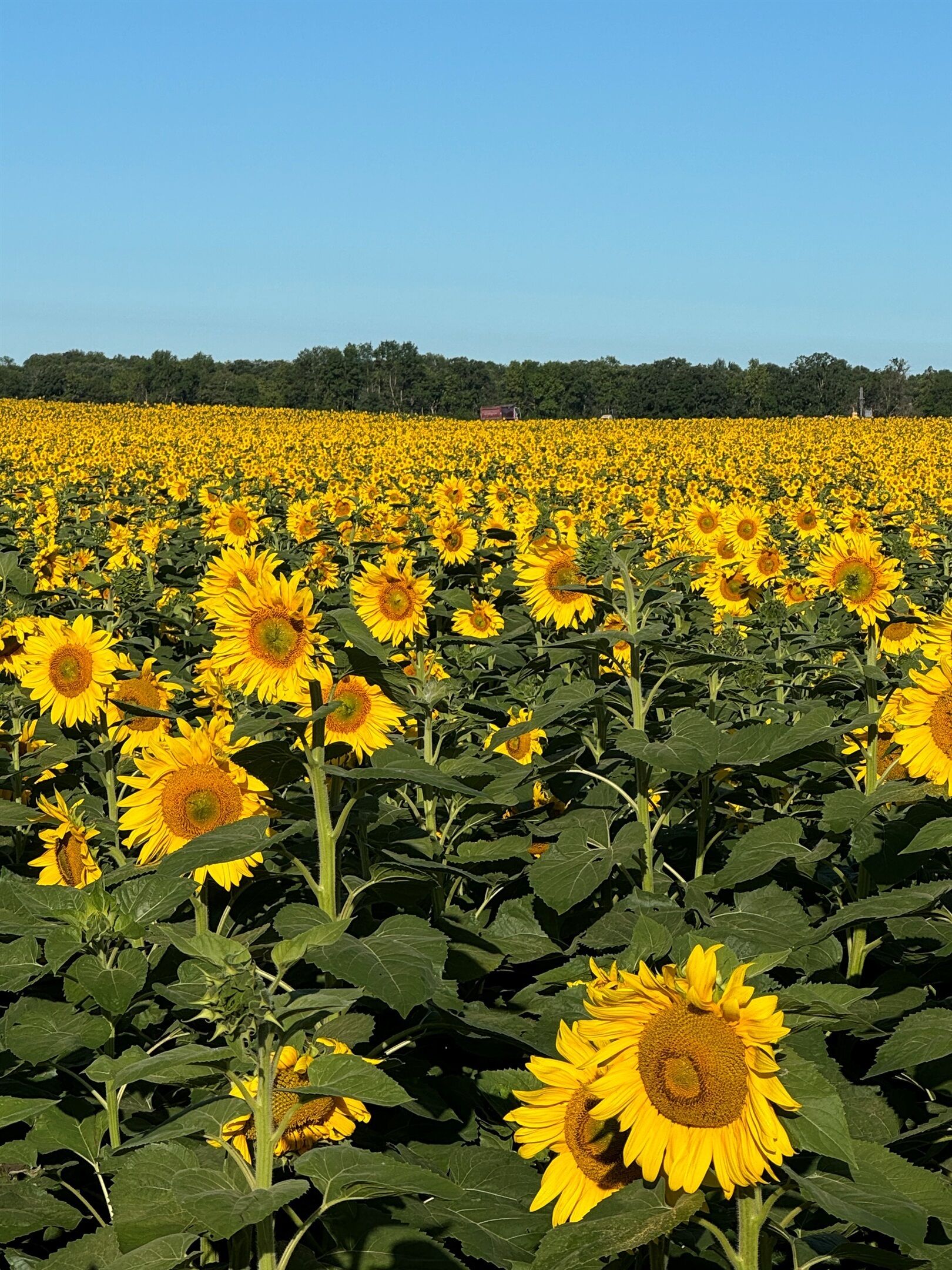 Een zonnebloemenveld onder een heldere lucht.