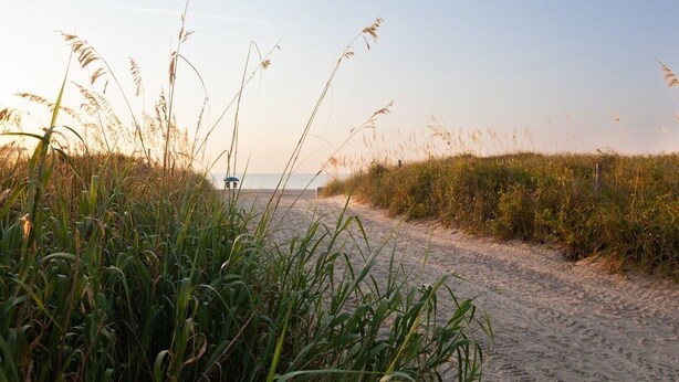A sandy beach path with tall grasses and a clear sky.