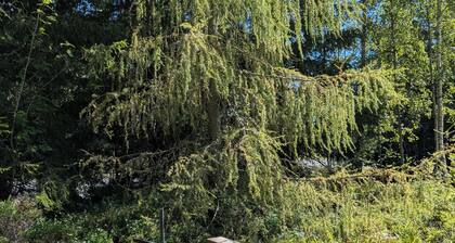 Cozy family cabin by the lake & forest