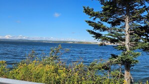 Eine Küstenlandschaft mit blauem Himmel, Wasser und einem markanten immergrünen Baum.