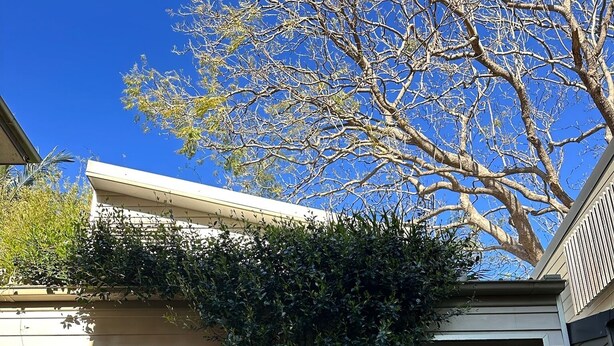 A house with a window and a door, surrounded by a tree and a hedge. - Stylish Studio Apartment with Private Courtyard (Newtown)