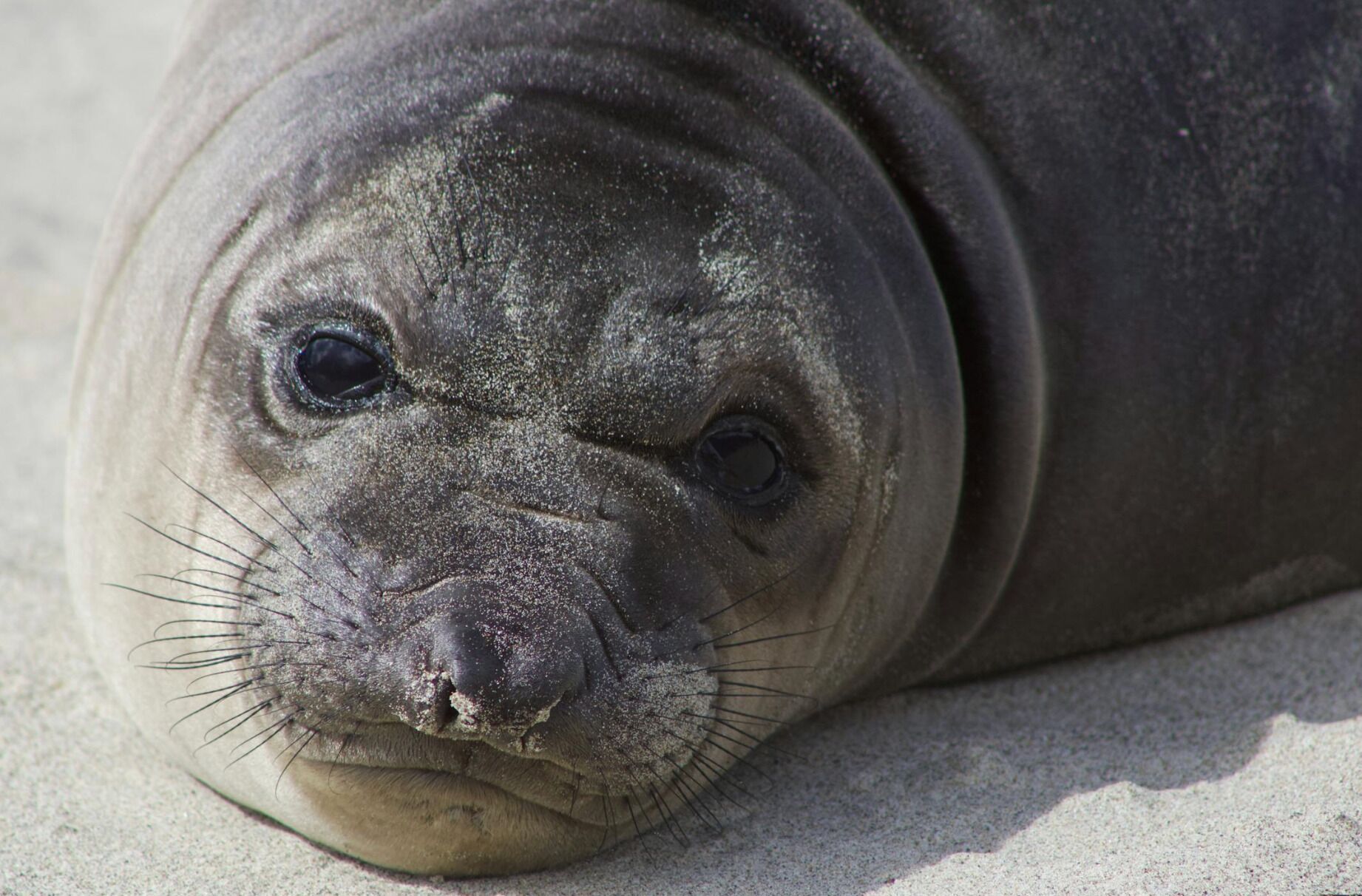 A seal resting on a sandy surface.