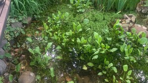 A garden with a pond, surrounded by various plants and trees. - Trentham Akyra Lodge - 3 bedrooms- Walk to town.  (Trentham)