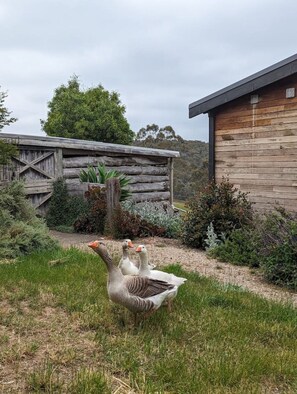 Property grounds - Duck`n Hill Barn & EV charge station (Smiths Gully)