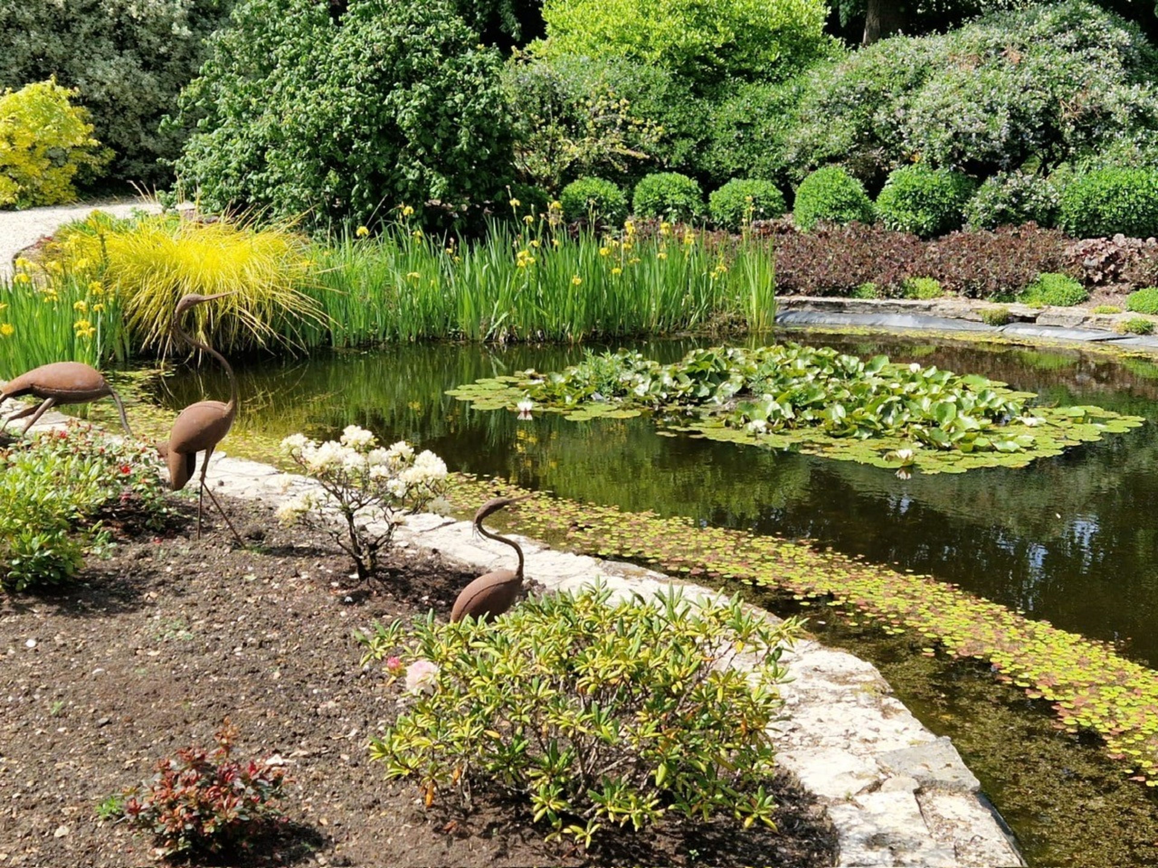 Un estanque con nenúfares y dos aves, rodeado de diversas plantas y árboles.