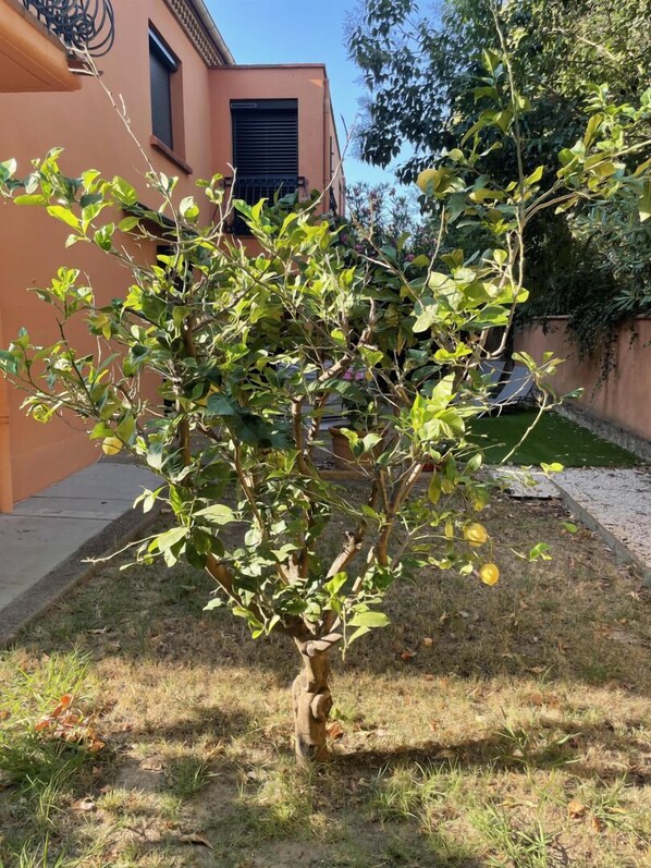 Property grounds - Emeraude - ARGELES-SUR-MER (ARGELES-SUR-MER)