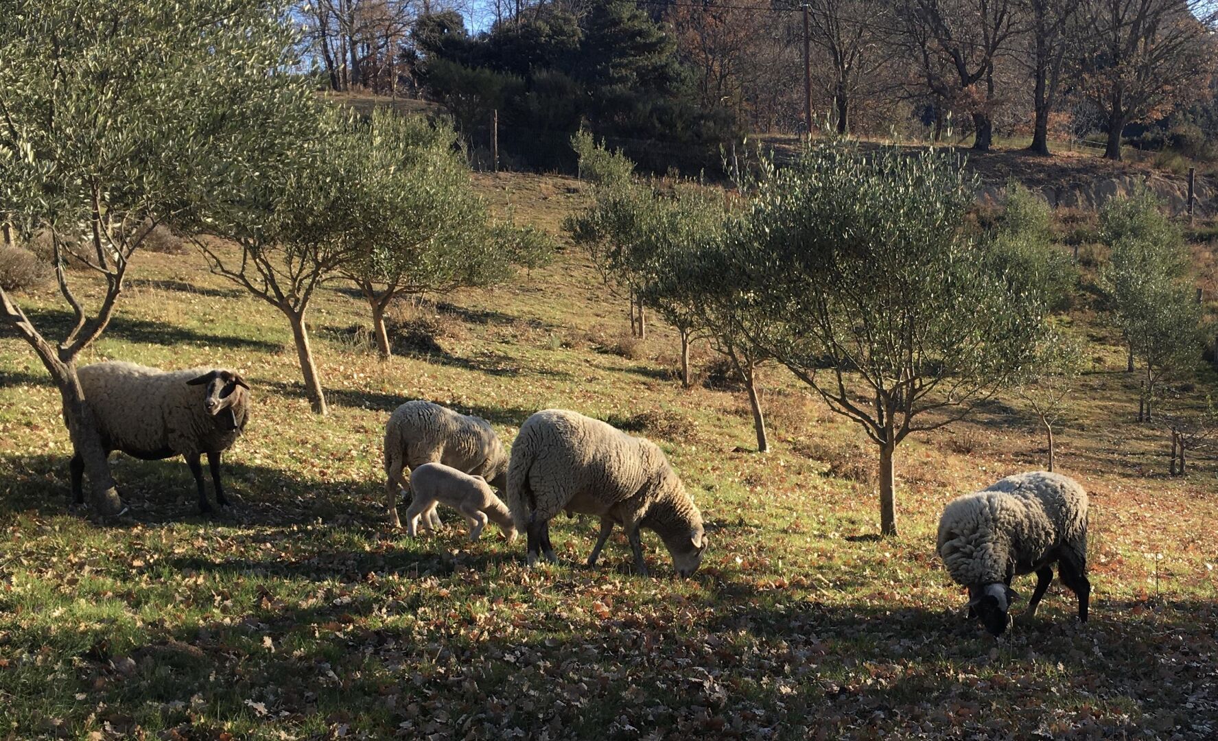 A rural landscape with a group of sheep grazing.