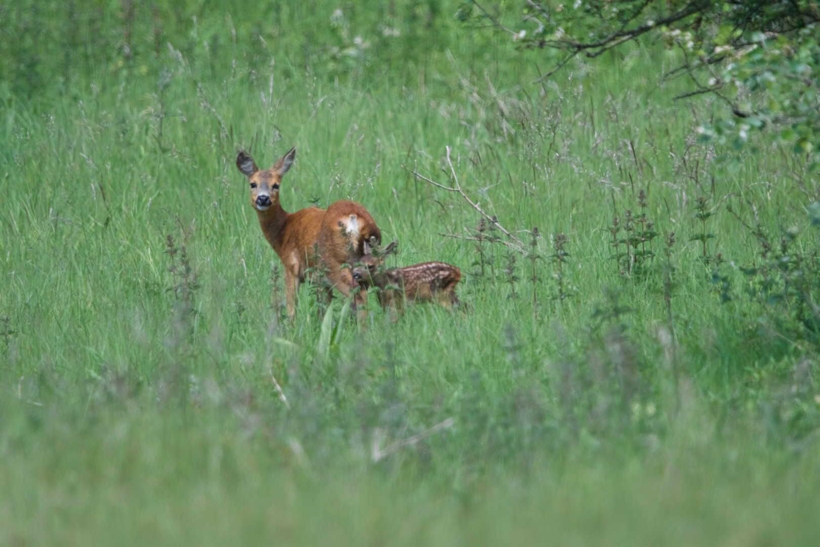 Une biche et son faon