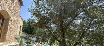 Les euphorbes - ST-LAURENT-DE-CERDANS