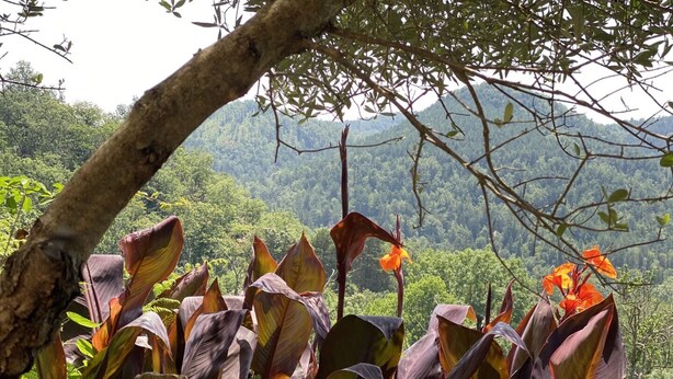 A lush garden with large, purple-leafed plants and orange flowers, set against a backdrop of dense green forest and hills.
