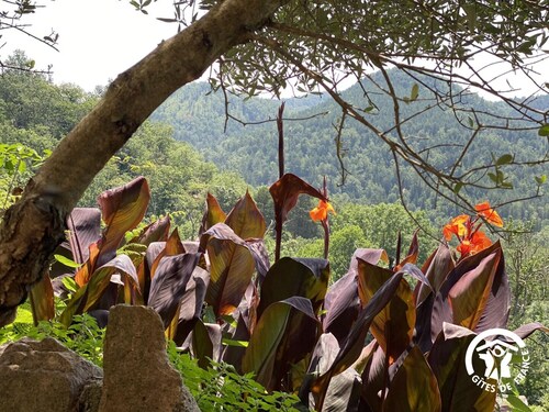 Les euphorbes - ST-LAURENT-DE-CERDANS